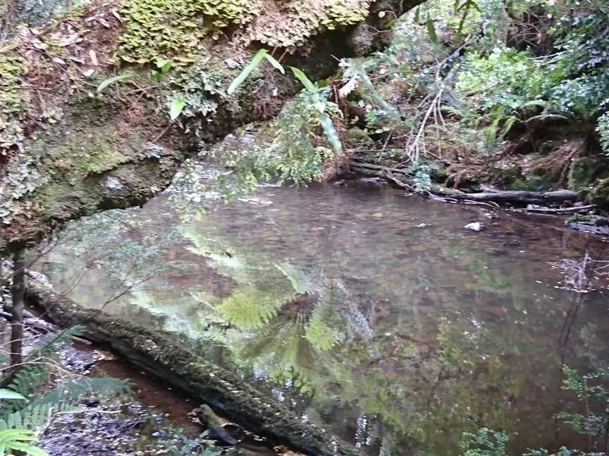 Julius River Rainforest Walk, Trowutta, TAS