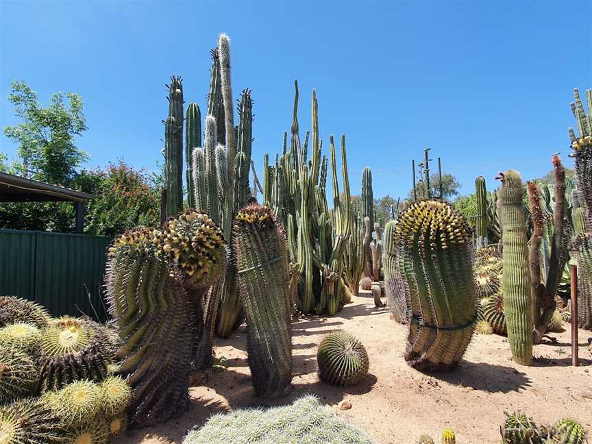 Orana Cactusworld, Gilgandra, NSW