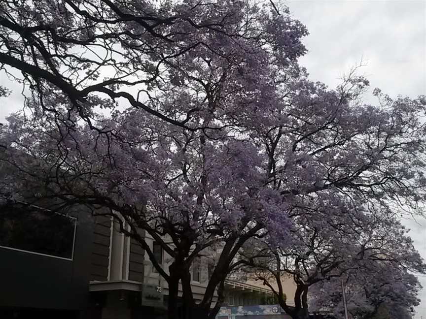 The Forest of Dreams, Adelaide, SA