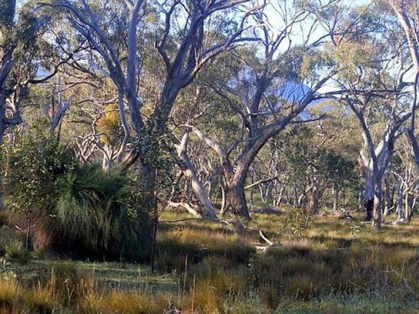 Wartook State Forest, Wartook, VIC