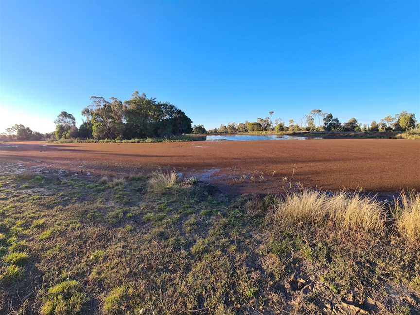 Waterloo Plains Environmental Park, Wandoan, QLD