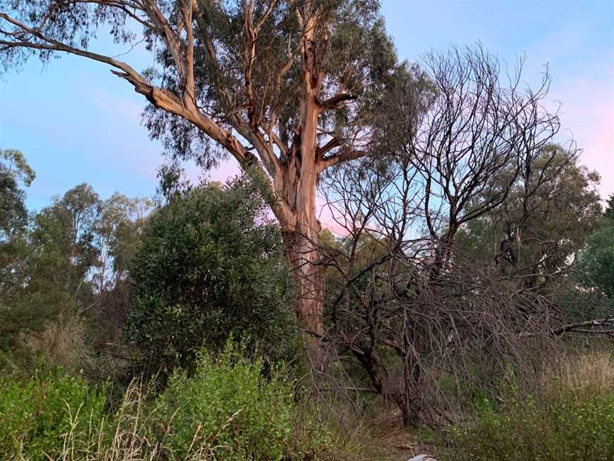 Yarrabing Wetlands Reserve, Wantirna, VIC