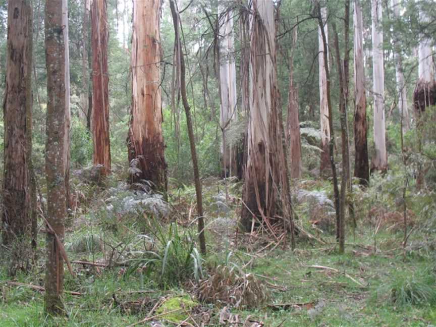 Butterfield Reserve, Emerald, VIC