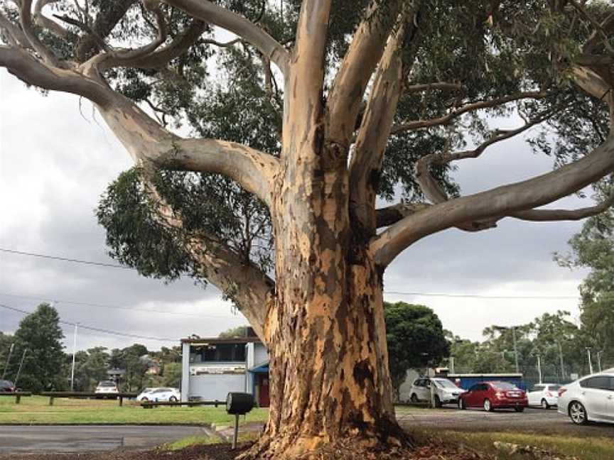 Challenger St Reserve, Diamond Creek, VIC