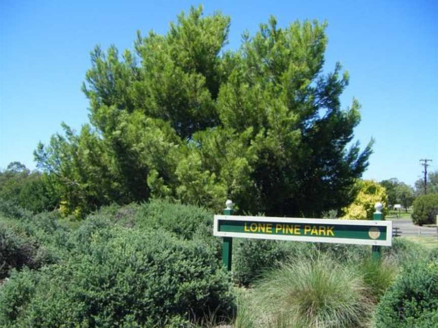 Lone Pine Park, Cowra, NSW