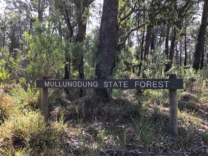 Mullungdung State Forest, Won Wron, VIC