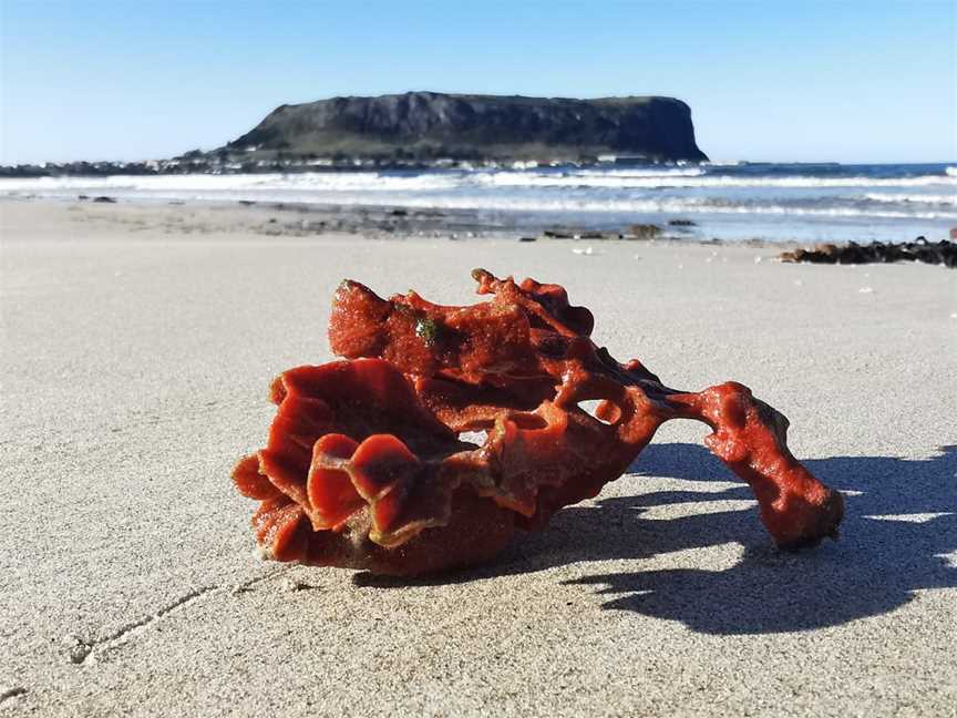 Tatlows Beach, Stanley, TAS