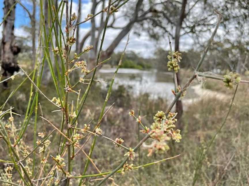 Upper Gunbower Lagoon, Gunbower, VIC