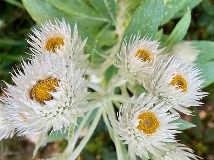 Wildflower Walk, Manly Vale, NSW