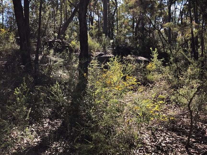 Winnicoopa Road Fire Trail, Blaxland, NSW