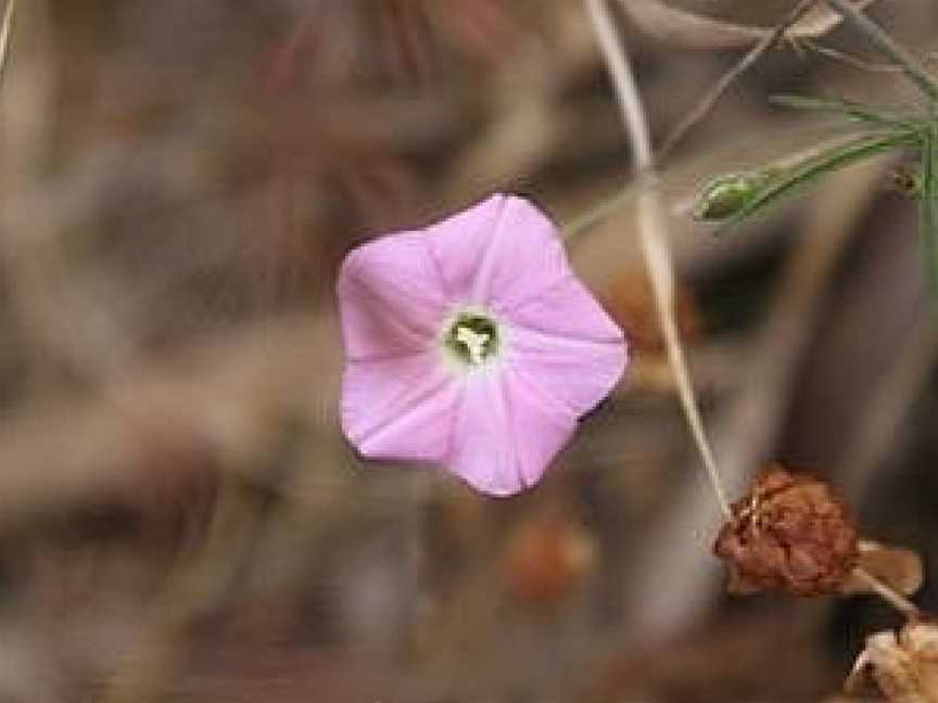 Yanipy Nature Reserve, Kaniva, VIC