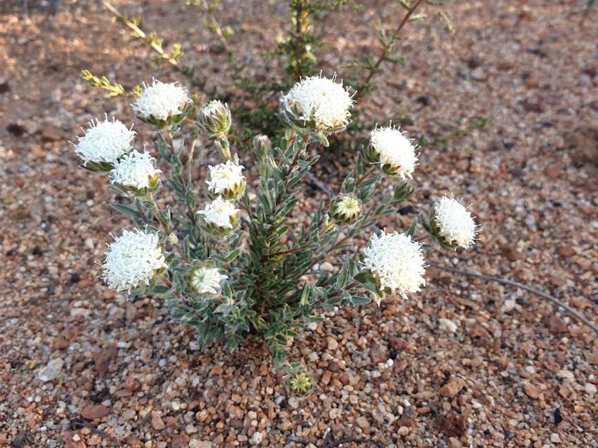 Frank Hann National Park, Lake King, WA