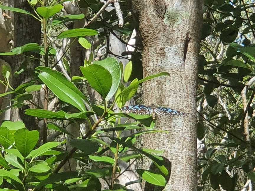 Kommo Toera Trail, Mackay, QLD