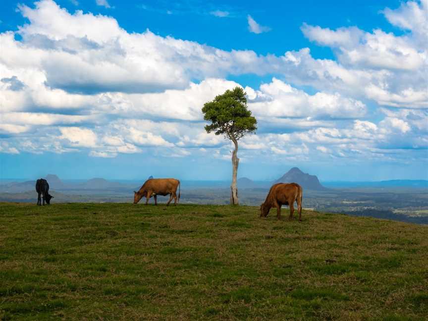 One Tree Hill Maleny, Maleny, QLD