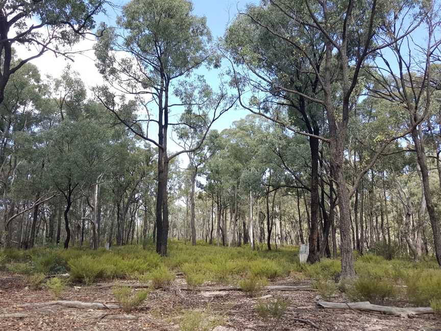 Yarrobil National Park, Gulgong, NSW