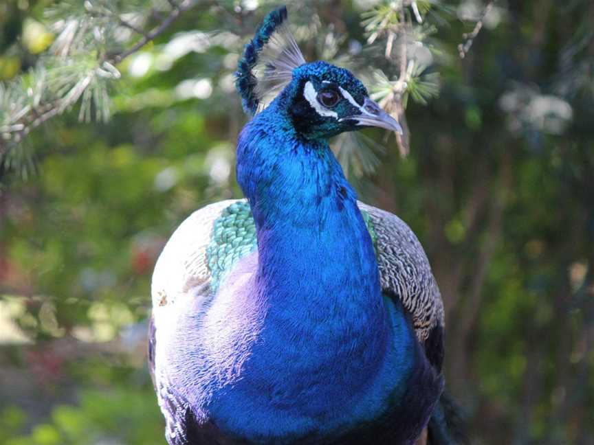 Auburn Botanic Gardens, Auburn, NSW