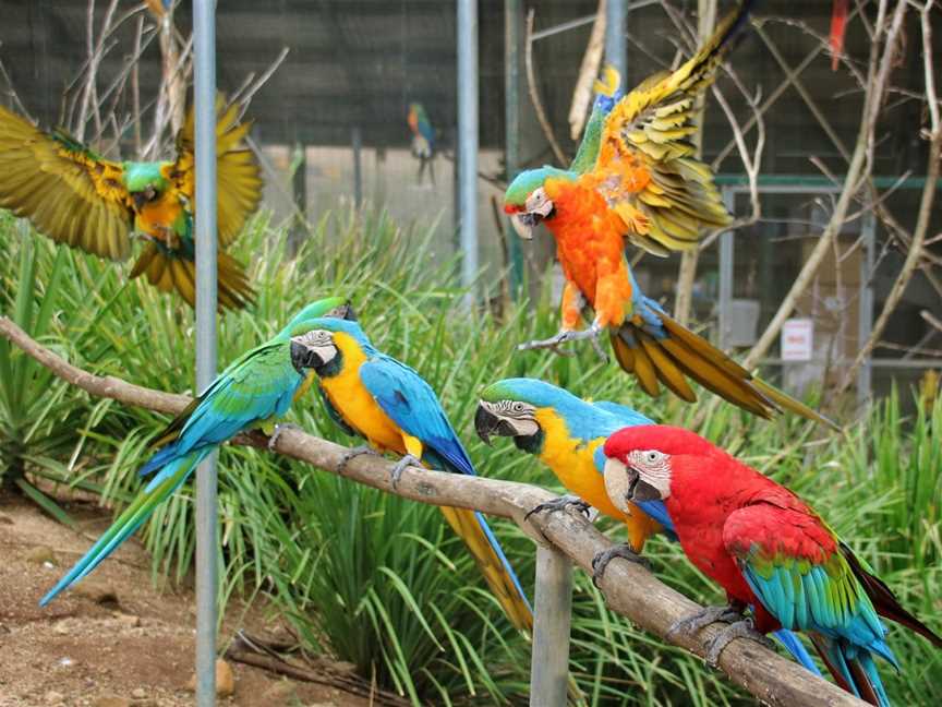 Maleny Botanic Gardens & Bird World, Maleny, QLD