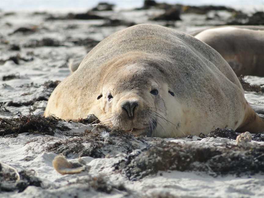 Seal Bay Conservation Park, Seal Bay, SA