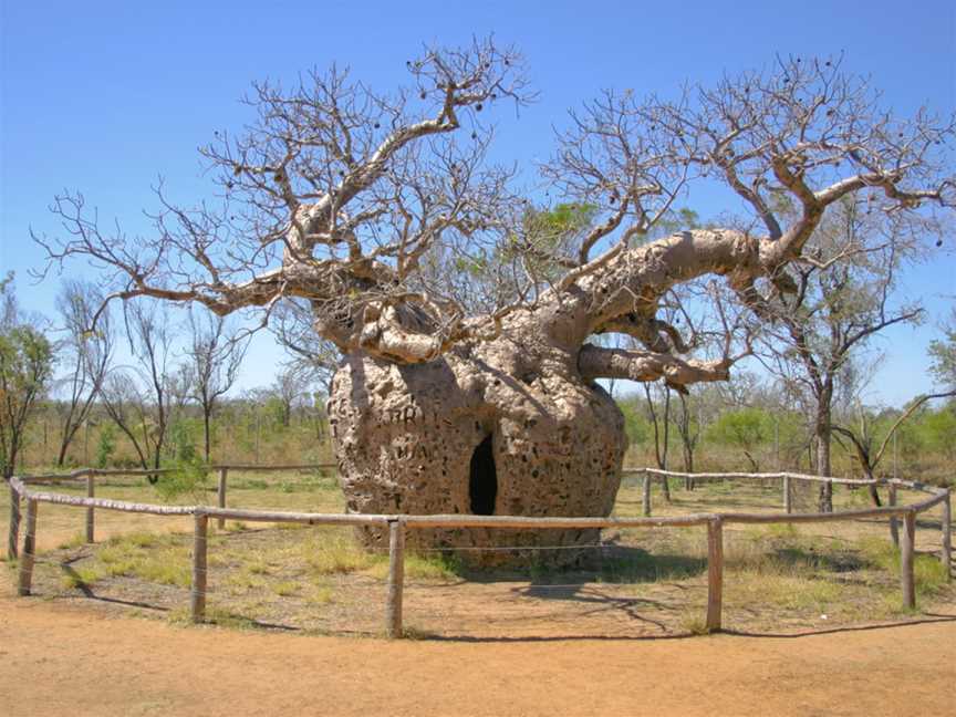 Prison Boab Tree, Derby, WA