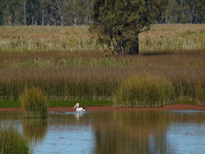 Murray Valley Regional Park, Mathoura, NSW