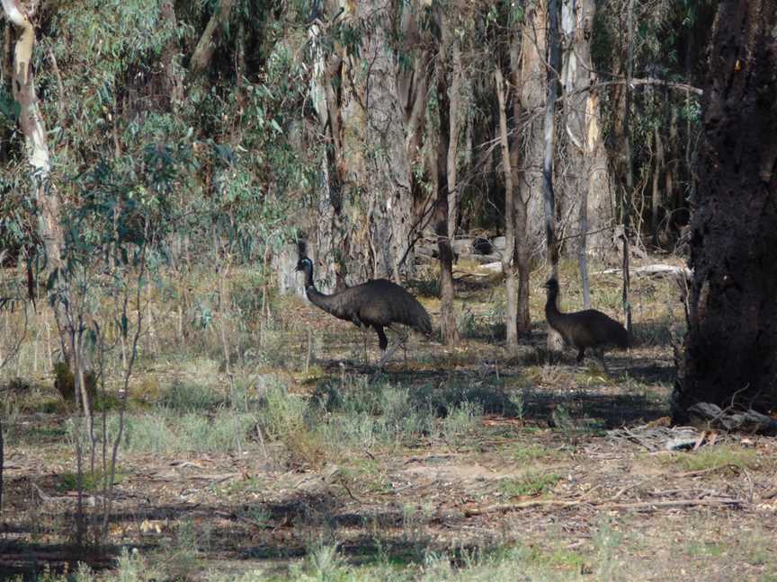 Murray Valley Regional Park, Mathoura, NSW