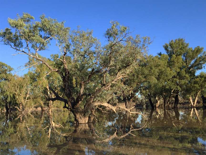 Gundabooka National Park, Gunderbooka, NSW