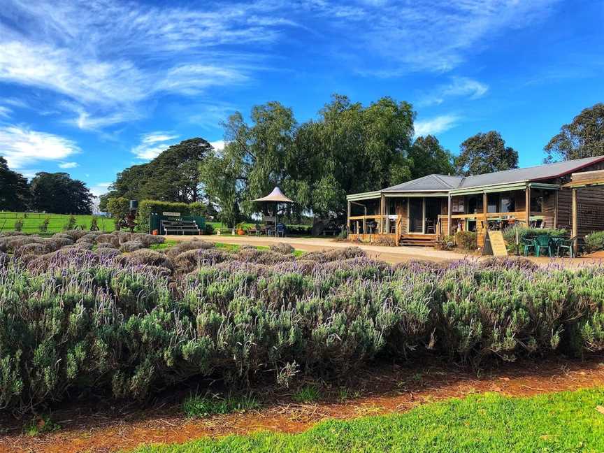 Warratina Lavender Farm, Wandin North, VIC