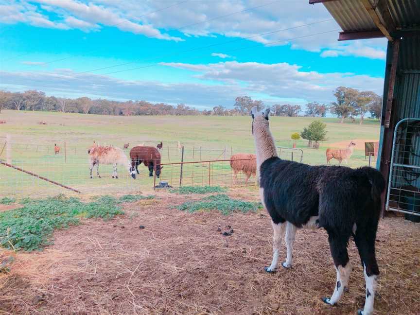 Rustique Lavender Farm, Wagga Wagga, NSW