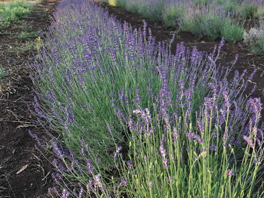 Wyoming Lavender Estate, Mount Russell, NSW