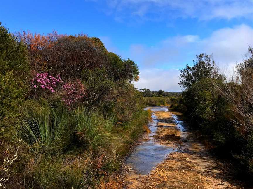 Barren Grounds picnic area, Barren Grounds, NSW