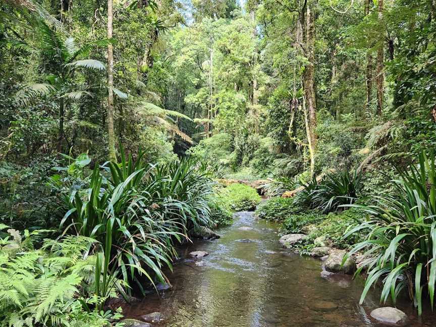 Brindle Creek picnic area, Border Ranges, NSW