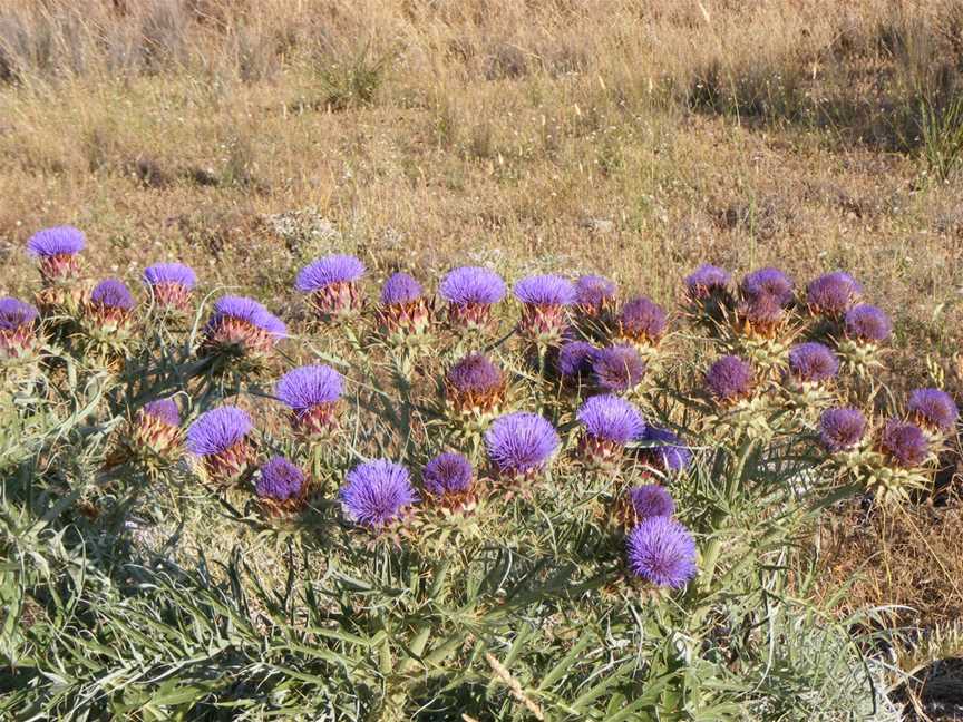 Cobbler Creek Recreation Park, Adelaide, SA