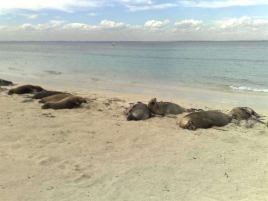 Carnac Island, Fremantle, WA