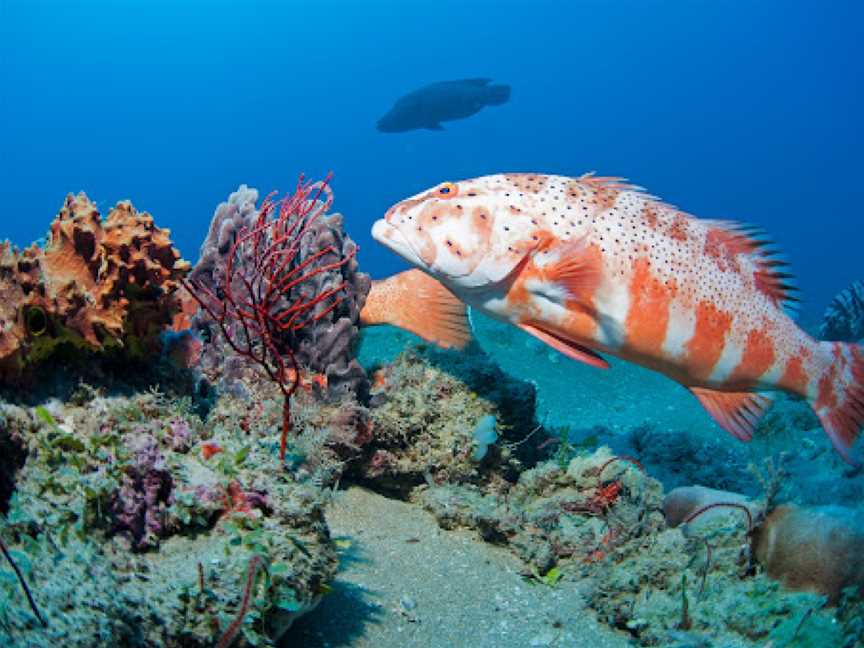 SS Yongala Dive Site, Townsville, QLD