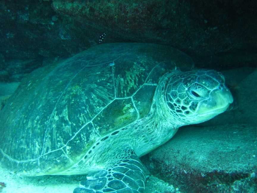 Flinders Reef Dive Site, Moreton Island, QLD