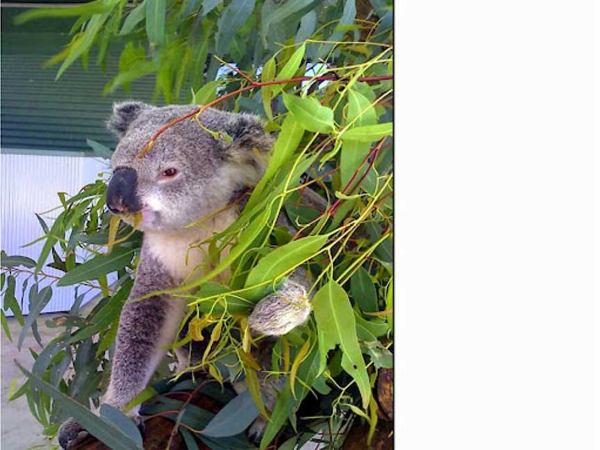 Koala reserve, Narrandera, NSW