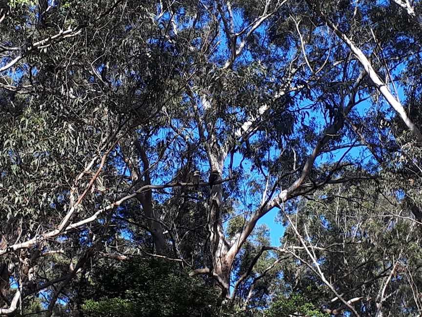 Illoura picnic area, North Ryde, NSW