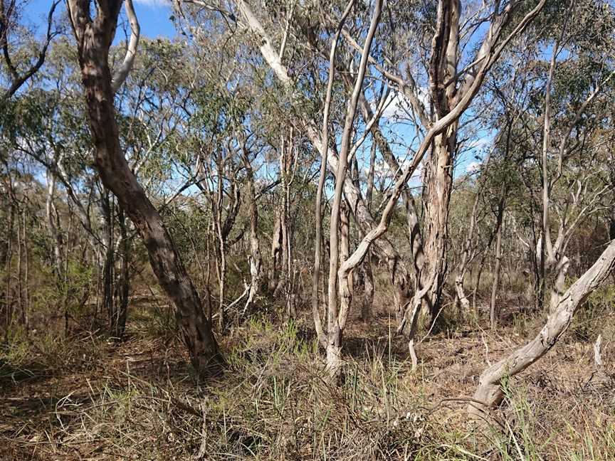 Migurra Reserve, Cootamundra, NSW