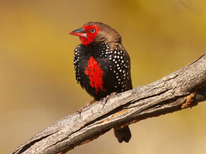 Trephina Gorge Nature Park, Alice Springs, NT