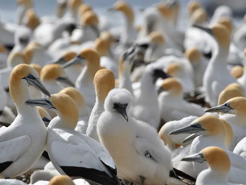 Point Danger Gannet Colony, Portland, VIC