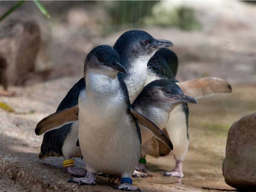 St Kilda Penguin Watching Tours in Melbourne, Tourist attractions in Docklands