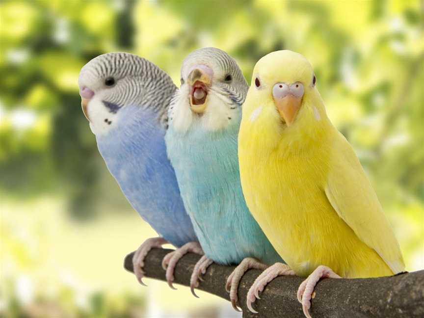 The Rare Budgerigar Club Of WA Inc, Social clubs in Girrawheen