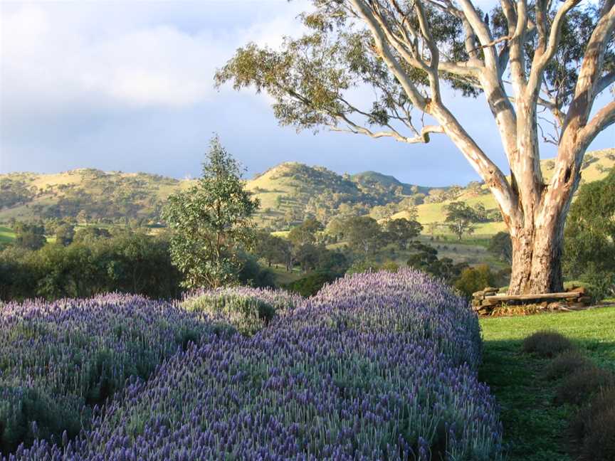 Lyndoch Lavender Farm & Cafe, Lyndoch, SA