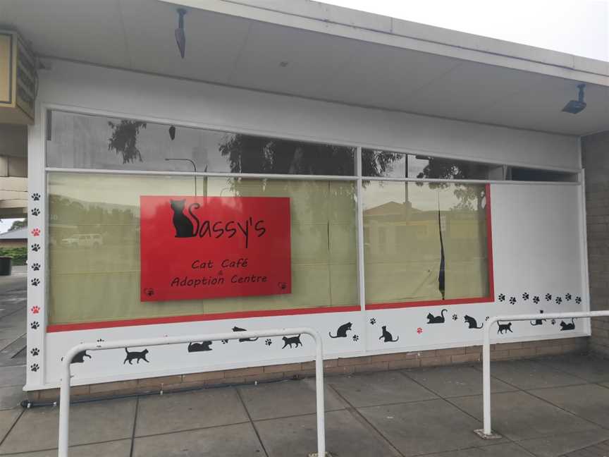 Sassy's Cat Cafe and Adoption Centre, Felixstow, SA