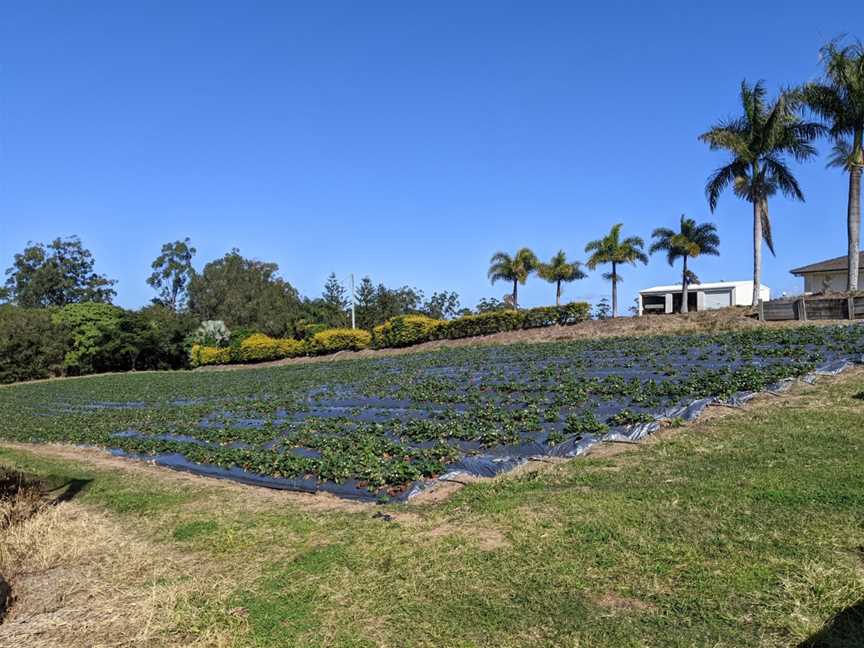 McMartins Farm, Bli Bli, QLD