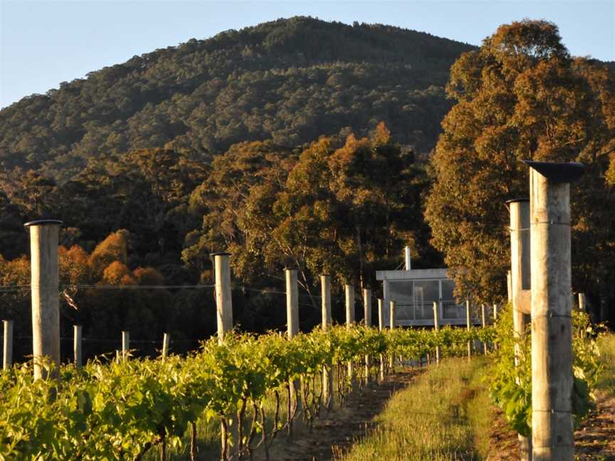 Mount Towrong Vineyard, Mount Macedon, VIC