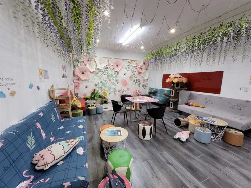 Fancy Meow Cat Cafe, Rotorua, New Zealand