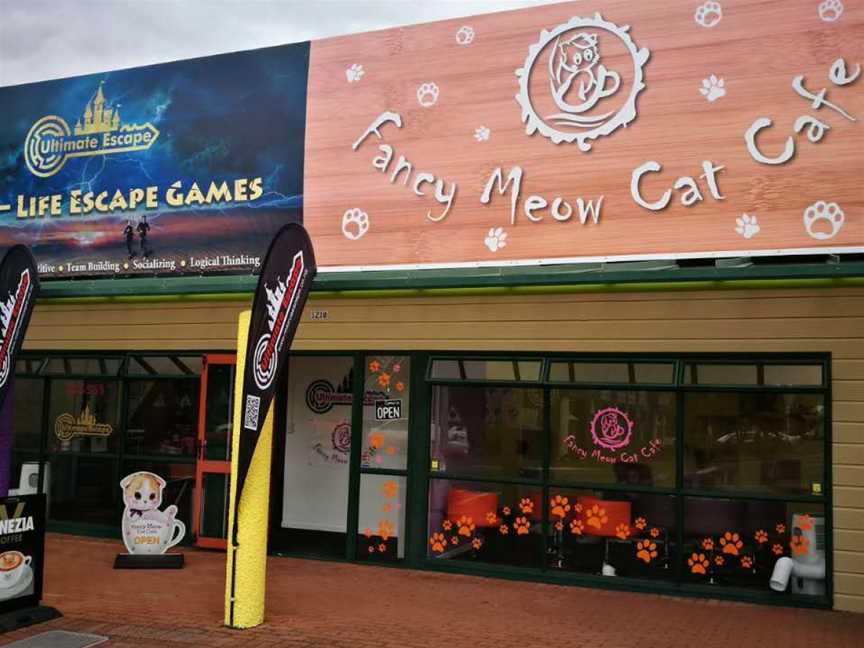 Fancy Meow Cat Cafe, Rotorua, New Zealand