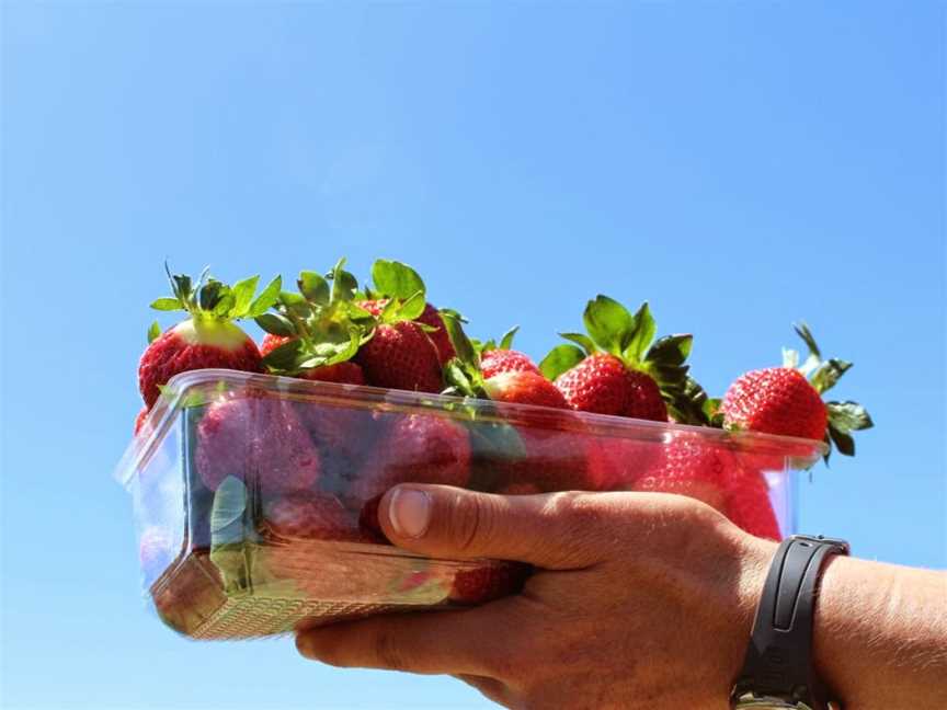 Julians Berry Farm and Café, Coastlands, New Zealand