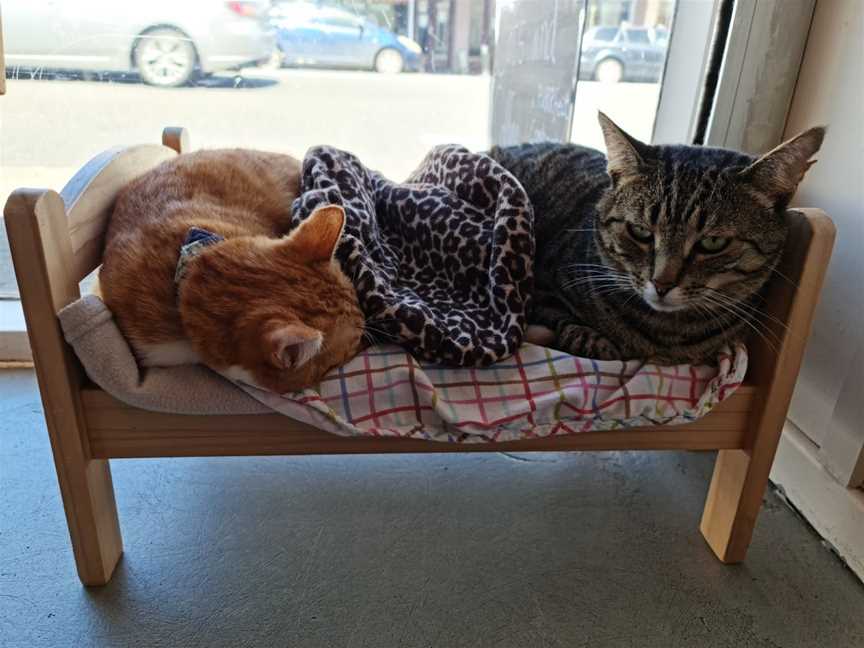 Neko Ngeru Cat Cafe, Hutt Central, New Zealand